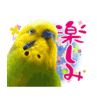 セキセイインコの普段使い 第3弾（個別スタンプ：31）