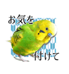 セキセイインコの普段使い 第3弾（個別スタンプ：33）