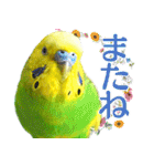 セキセイインコの普段使い 第3弾（個別スタンプ：34）