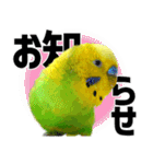 セキセイインコの普段使い 第3弾（個別スタンプ：35）