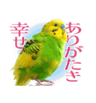 セキセイインコの普段使い 第3弾（個別スタンプ：37）