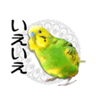 セキセイインコの普段使い 第3弾（個別スタンプ：38）