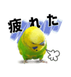 セキセイインコの普段使い 第3弾（個別スタンプ：39）