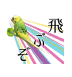 セキセイインコの普段使い 第3弾（個別スタンプ：40）