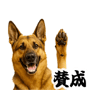 シェパード★即返信！毎日使えるスタンプ（個別スタンプ：6）