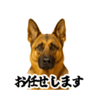 シェパード★即返信！毎日使えるスタンプ（個別スタンプ：8）