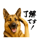 シェパード★即返信！毎日使えるスタンプ（個別スタンプ：9）