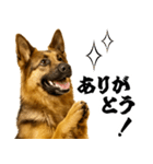 シェパード★即返信！毎日使えるスタンプ（個別スタンプ：13）