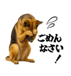 シェパード★即返信！毎日使えるスタンプ（個別スタンプ：14）