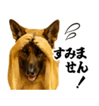 シェパード★即返信！毎日使えるスタンプ（個別スタンプ：15）