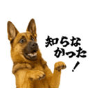 シェパード★即返信！毎日使えるスタンプ（個別スタンプ：18）