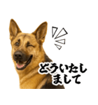 シェパード★即返信！毎日使えるスタンプ（個別スタンプ：23）