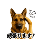 シェパード★即返信！毎日使えるスタンプ（個別スタンプ：24）