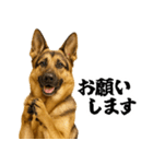 シェパード★即返信！毎日使えるスタンプ（個別スタンプ：29）