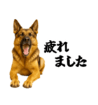 シェパード★即返信！毎日使えるスタンプ（個別スタンプ：30）