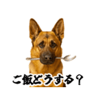 シェパード★毎日使う家族連絡★友人・恋人（個別スタンプ：1）