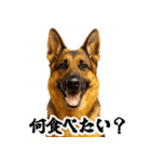 シェパード★毎日使う家族連絡★友人・恋人（個別スタンプ：2）