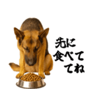 シェパード★毎日使う家族連絡★友人・恋人（個別スタンプ：3）