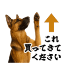 シェパード★毎日使う家族連絡★友人・恋人（個別スタンプ：5）