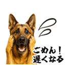 シェパード★毎日使う家族連絡★友人・恋人（個別スタンプ：6）