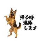 シェパード★毎日使う家族連絡★友人・恋人（個別スタンプ：7）