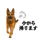 シェパード★毎日使う家族連絡★友人・恋人（個別スタンプ：8）
