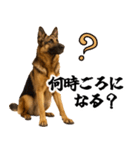 シェパード★毎日使う家族連絡★友人・恋人（個別スタンプ：9）
