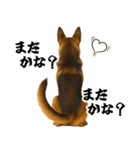 シェパード★毎日使う家族連絡★友人・恋人（個別スタンプ：10）