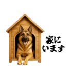 シェパード★毎日使う家族連絡★友人・恋人（個別スタンプ：12）
