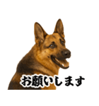 シェパード★毎日使う家族連絡★友人・恋人（個別スタンプ：14）