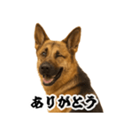 シェパード★毎日使う家族連絡★友人・恋人（個別スタンプ：15）