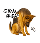 シェパード★毎日使う家族連絡★友人・恋人（個別スタンプ：16）