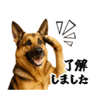 シェパード★毎日使う家族連絡★友人・恋人（個別スタンプ：22）