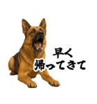 シェパード★毎日使う家族連絡★友人・恋人（個別スタンプ：24）