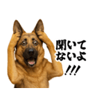 シェパード★毎日使う家族連絡★友人・恋人（個別スタンプ：28）