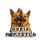 シェパード★毎日使う家族連絡★友人・恋人（個別スタンプ：29）