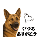 シェパード★毎日使う家族連絡★友人・恋人（個別スタンプ：30）