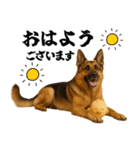 シェパード★毎日使う家族連絡★友人・恋人（個別スタンプ：32）