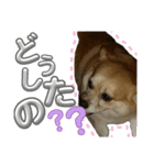 こはたんスタンプ@@（個別スタンプ：5）