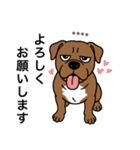 名前入りピットブルブラウン（個別スタンプ：2）