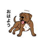 名前入りピットブルブラウン（個別スタンプ：3）