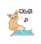 うちのイヌなど(ラブラドール＆チワワ)（個別スタンプ：25）