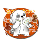 B＆W シーズー犬 2025「とにかく暑い！」（個別スタンプ：10）