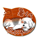 B＆W シーズー犬 2025「とにかく暑い！」（個別スタンプ：14）