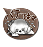 B＆W シーズー犬 2025「とにかく暑い！」（個別スタンプ：20）