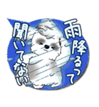 B＆W シーズー犬 2025「とにかく暑い！」（個別スタンプ：24）