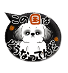 B＆W シーズー犬 2025「とにかく暑い！」（個別スタンプ：36）