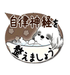 B＆W シーズー犬 2025「とにかく暑い！」（個別スタンプ：38）