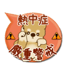 柴犬さん 2025「とにかく暑い！」（個別スタンプ：1）