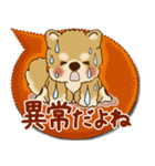 柴犬さん 2025「とにかく暑い！」（個別スタンプ：5）